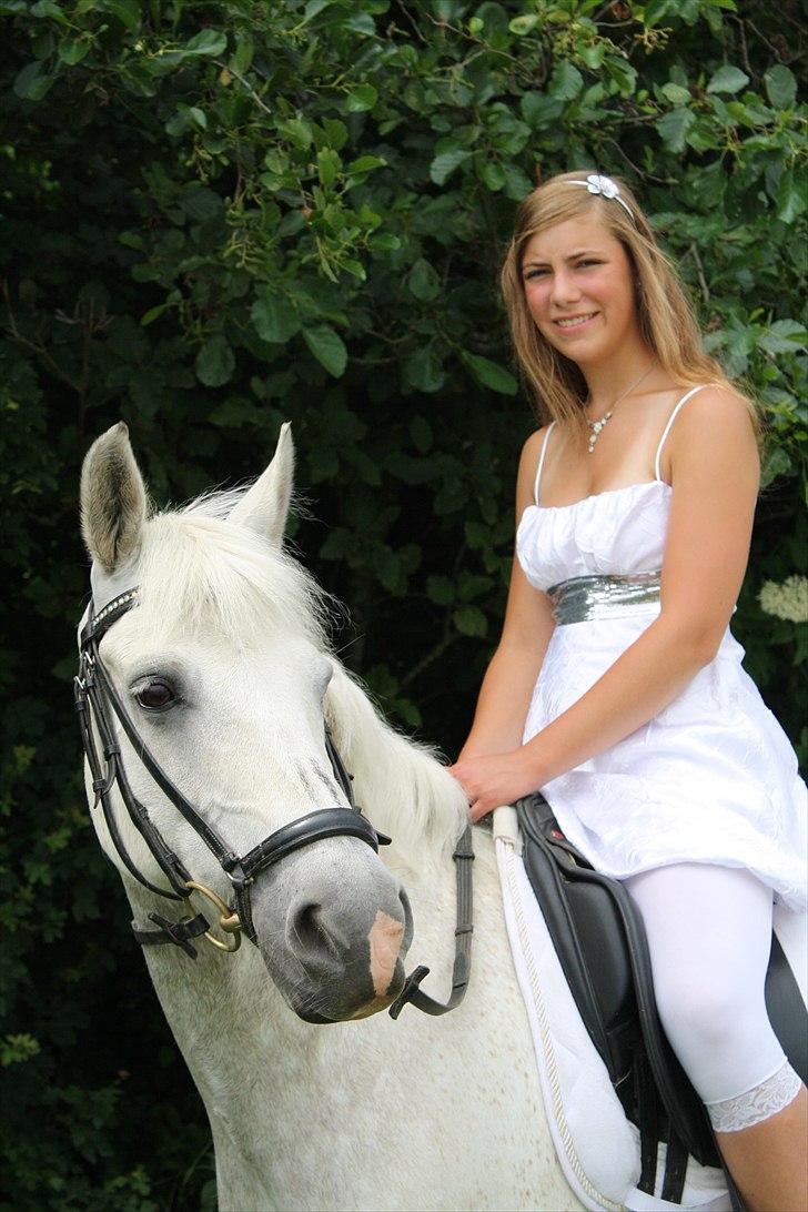 DSP Tovdal's Toby SOLGT billede 2