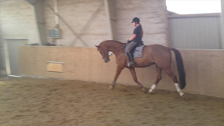 Anden særlig race Cosmo - 6// Cosmo d. 27 marts 2011. billede 6