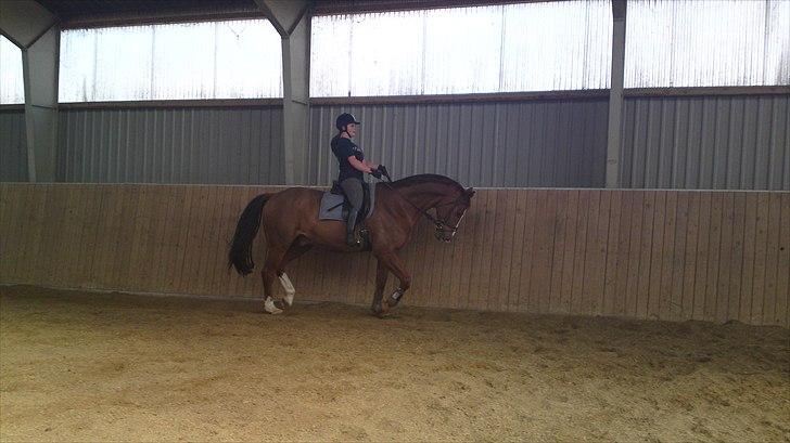 Anden særlig race Cosmo - 7// I ridehuset igen. billede 7