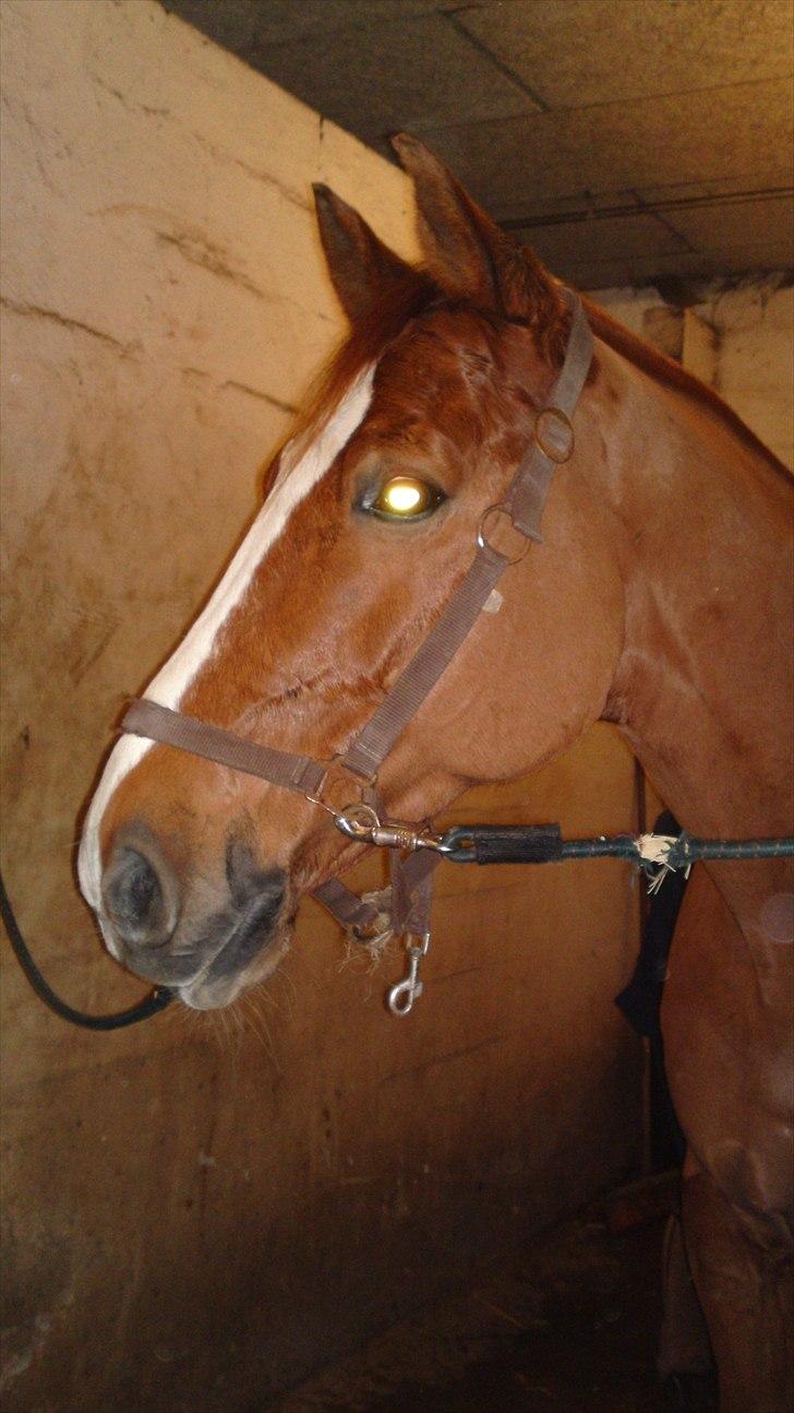 Anden særlig race Cosmo - 9// Cosmo sveder lidt, men han er da søøø´ alligevel :D:D. Tak for kigget! Husk en bedømmelse og en kommentar :D billede 9