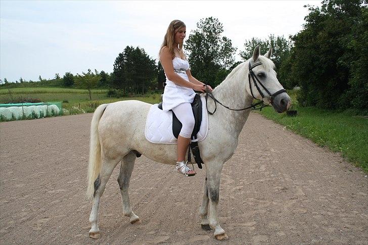 DSP Tovdal's Toby SOLGT billede 4