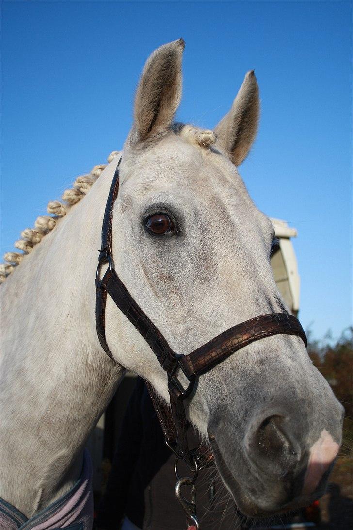 DSP Tovdal's Toby SOLGT - Dejlig morgen på Vilhelmsborg... billede 7
