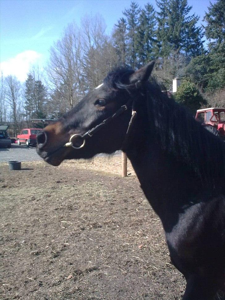 Anden særlig race Gamello Star***  billede 11