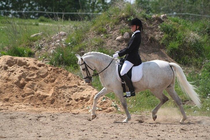 DSP Tovdal's Toby SOLGT - MGR maj 2011 billede 11