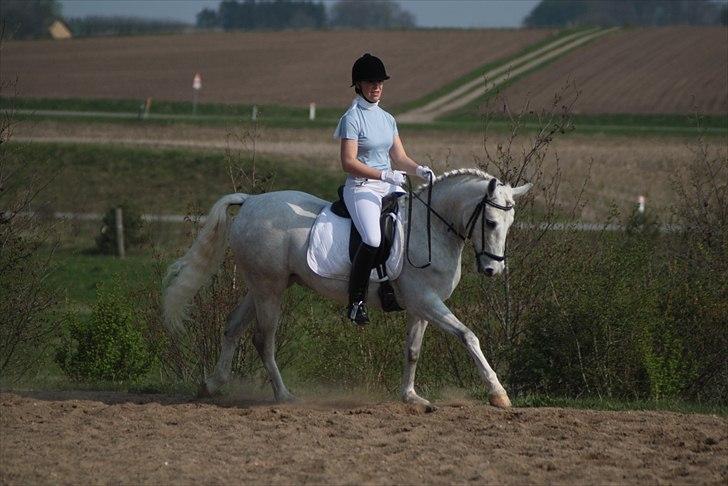 DSP Tovdal's Toby SOLGT - VBR april 2011 billede 12