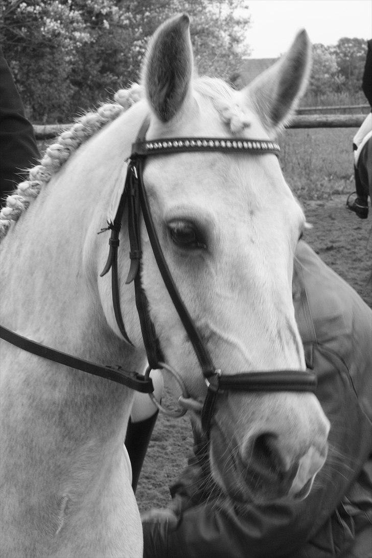 DSP Tovdal's Toby SOLGT billede 13