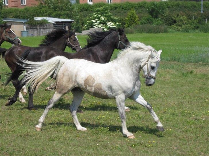 DSP Tovdal's Toby SOLGT - Se lige bort fra pletterne;) billede 14