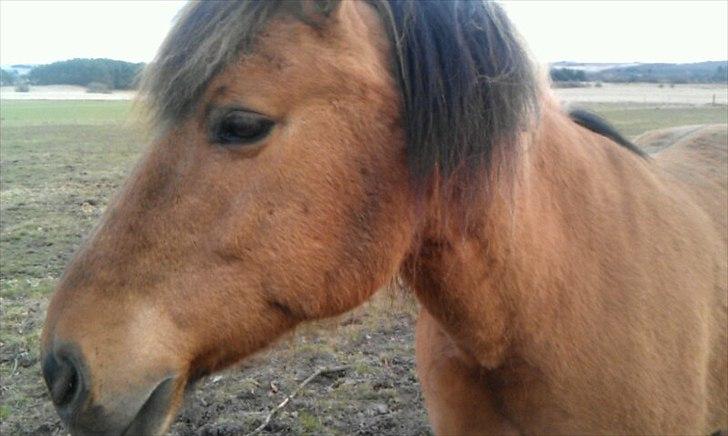 Anden særlig race Frej - Skinken <3 billede 11