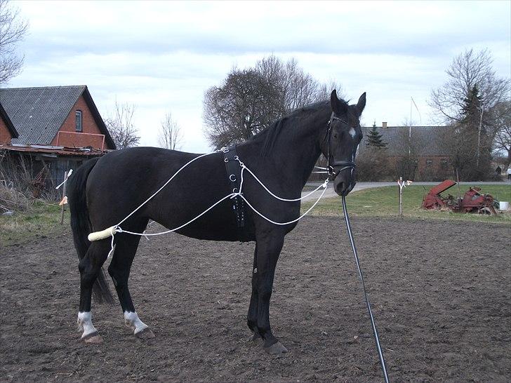 Anden særlig race Dronning Lara R.I.P. billede 1