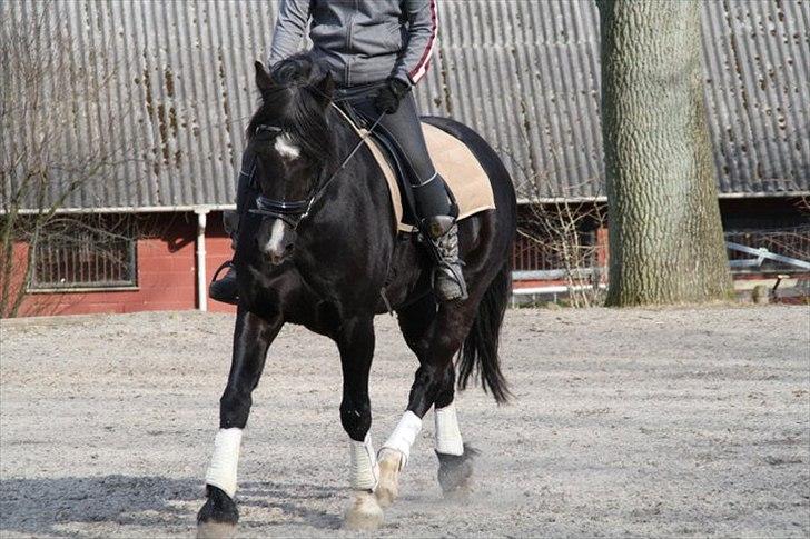 Welsh Cob (sec D) Valhallas Jesse James - 18) Lidt dressur med mig på ryggen :D billede 18