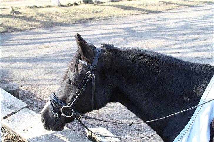 Welsh Cob (sec D) Valhallas Jesse James - 20) Smukke hesten <3 billede 20