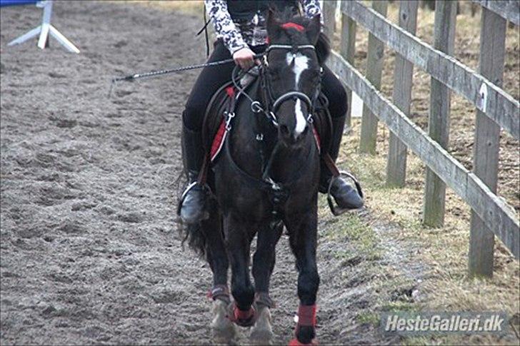 Dartmoor Torontos Rambo  - springning foto: Cille billede 18