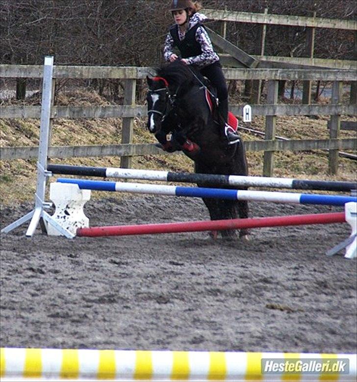 Dartmoor Torontos Rambo  - Lb :D foto: Cille billede 19