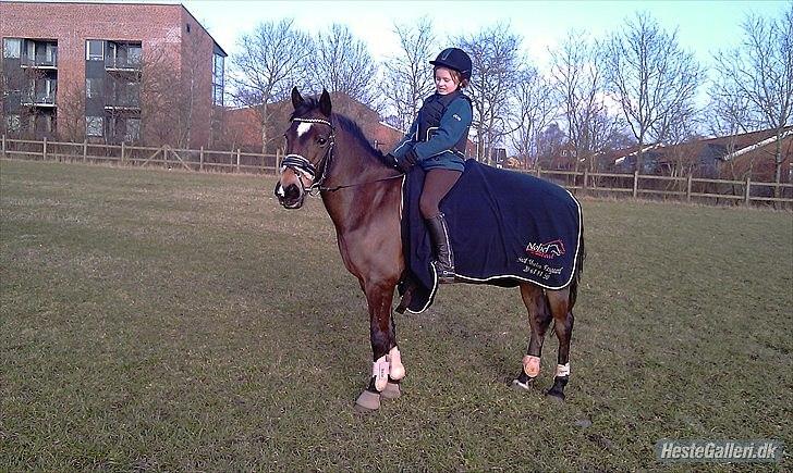 Welsh Cob (sec D) Vlietstede Brilliant Idris - Udenfor :D foto: Henriette billede 10