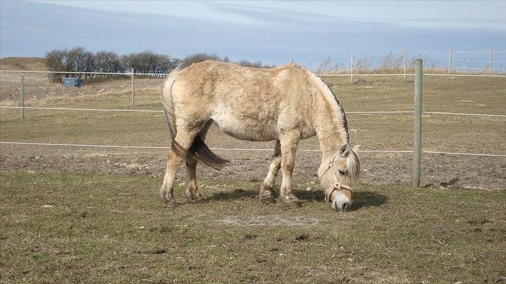 Fjordhest Almtoftlunds Maja billede 18