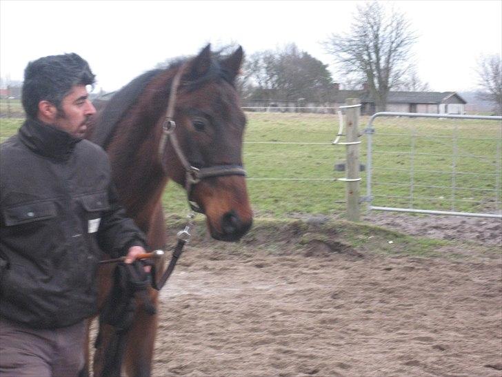 Fuldblod (XX) ZadEyz/Kashmir billede 7