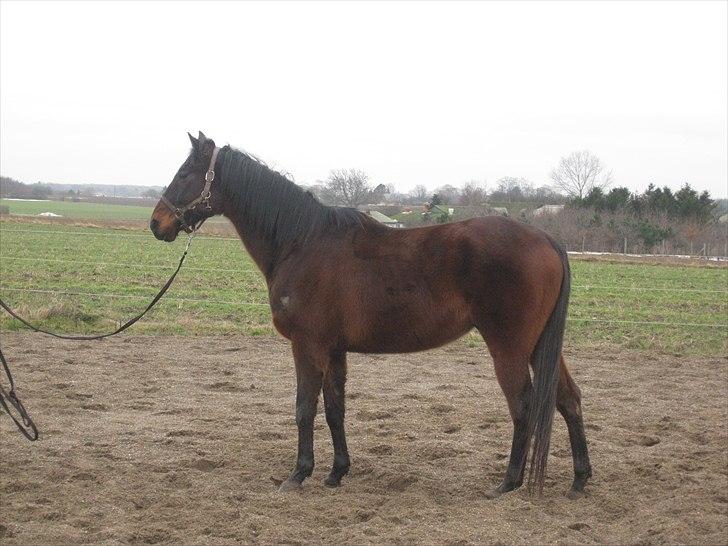 Fuldblod (XX) ZadEyz/Kashmir billede 8