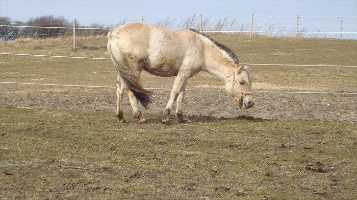 Fjordhest Beauty Granly billede 16