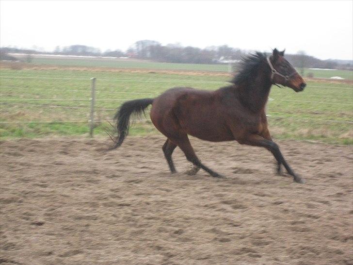 Fuldblod (XX) ZadEyz/Kashmir billede 9