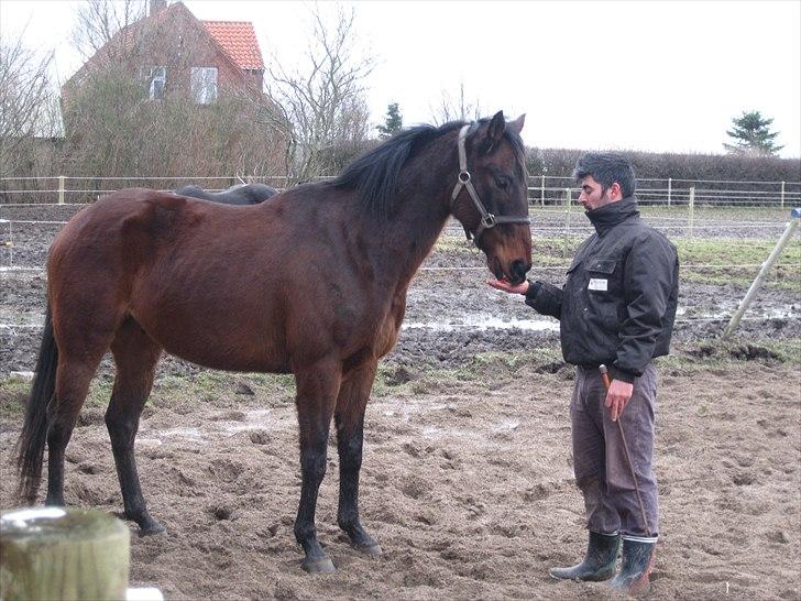 Fuldblod (XX) ZadEyz/Kashmir billede 10