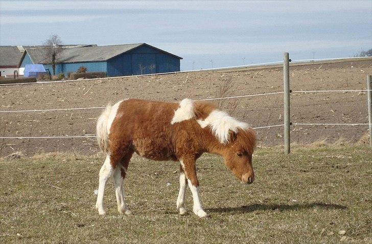 Anden særlig race smorup's Star  billede 17