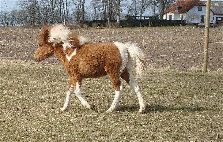 Anden særlig race smorup's Star  billede 18