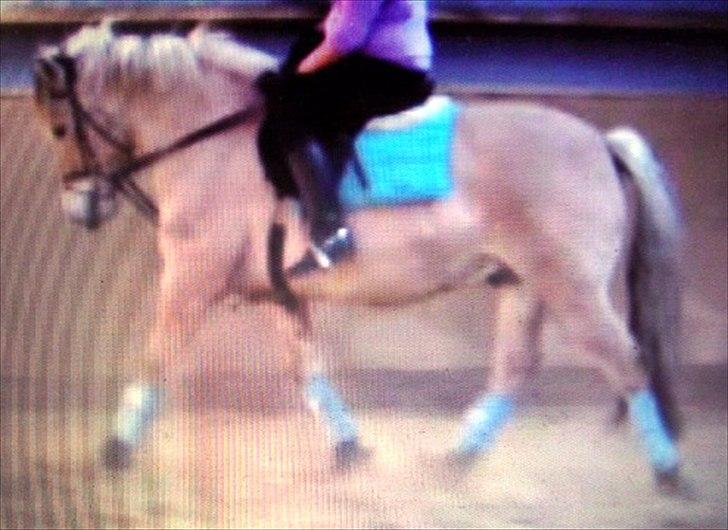 Fjordhest Tyler (tidl part) billede 15