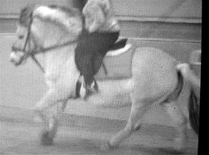 Fjordhest Tyler (tidl part) billede 16