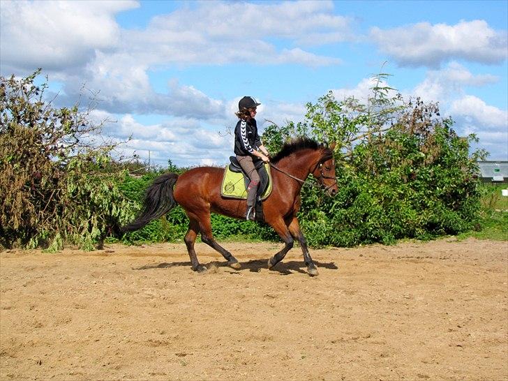Anden særlig race Lotte R.I.P 19/10  - Lidt hygge ridning, da jeg lige havde fået hende :) billede 7