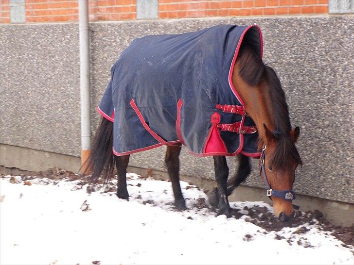 Anden særlig race Lotte R.I.P 19/10  - Snuser lidt til sneén :)  billede 8