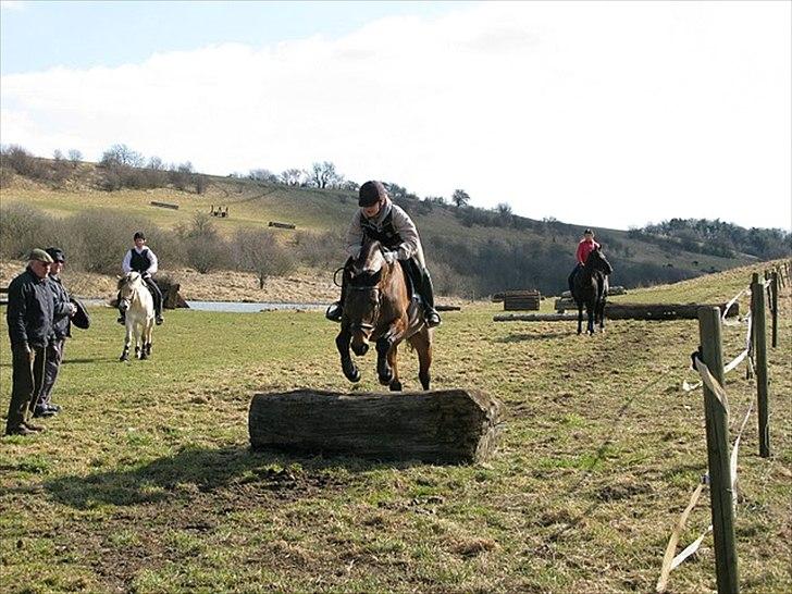 Dansk Varmblod Viekjærsvangs Mae West billede 6