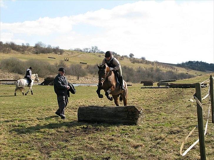 Dansk Varmblod Viekjærsvangs Mae West billede 7