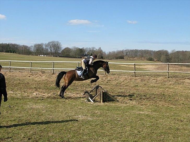 Dansk Varmblod Viekjærsvangs Mae West billede 8