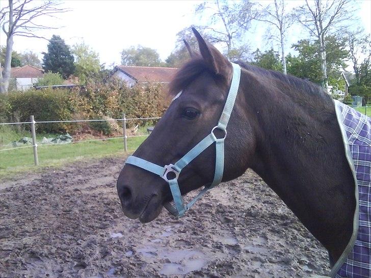 Tysk Sportspony Charina - my soulmate - hestens øjne er sjælens spejl, når du kigger ind i dem, ser du dig selv.. billede 12