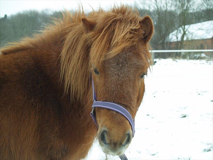 Anden særlig race Stjerne billede 1