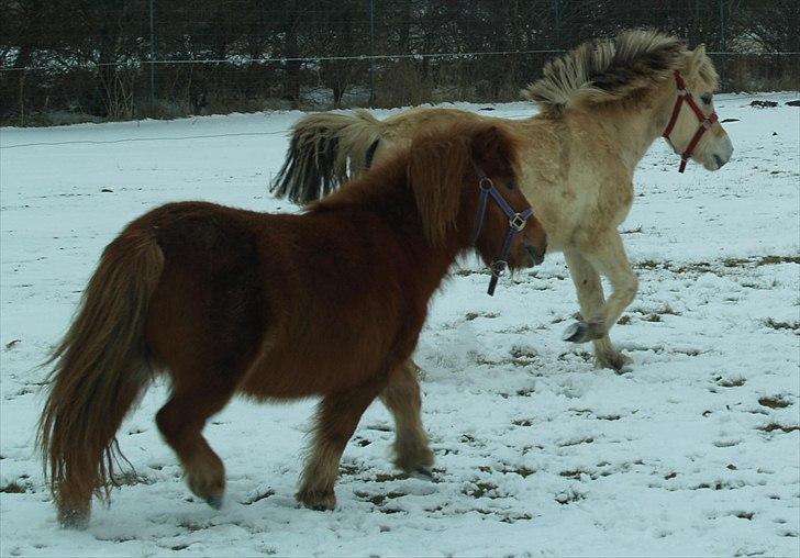 Anden særlig race Stjerne billede 2