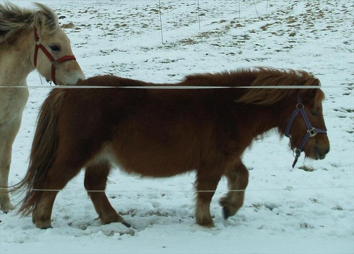 Anden særlig race Stjerne billede 3