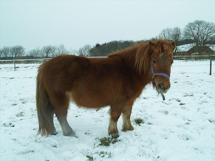 Anden særlig race Stjerne billede 4