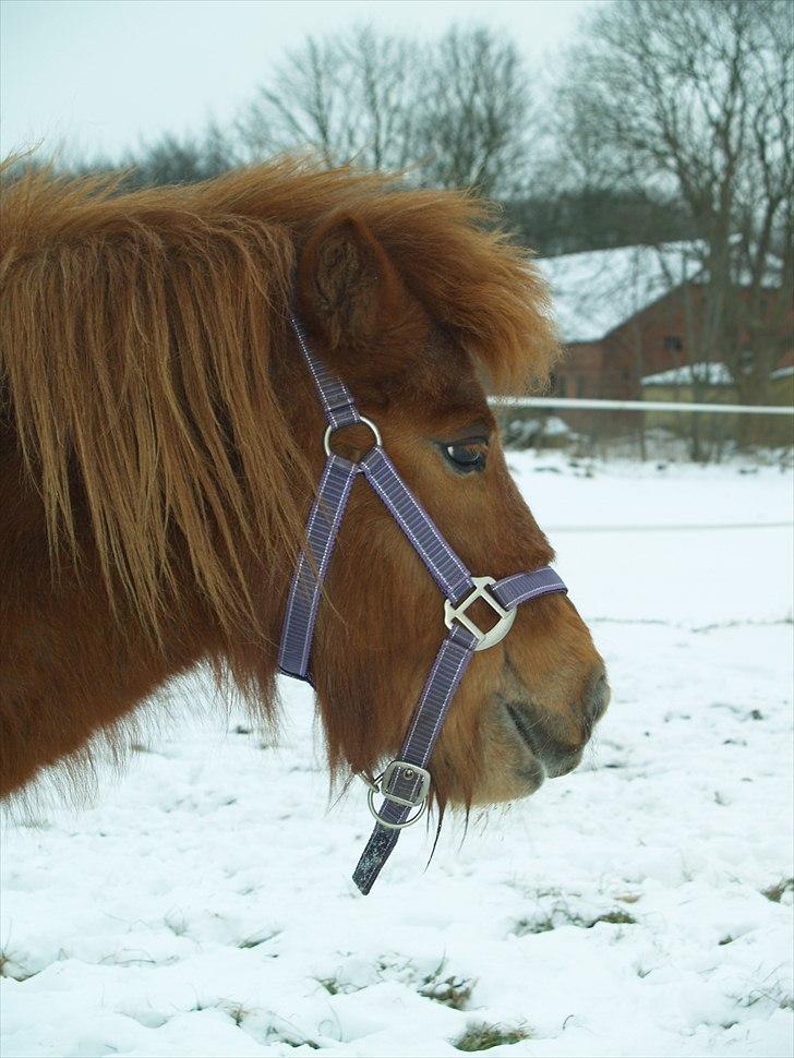 Anden særlig race Stjerne billede 5