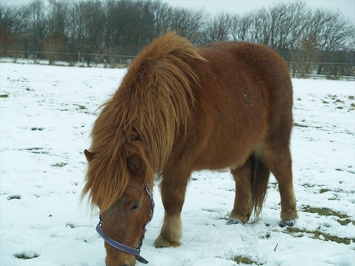 Anden særlig race Stjerne billede 6