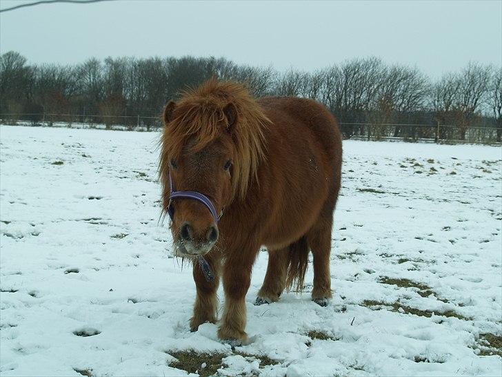 Anden særlig race Stjerne billede 7
