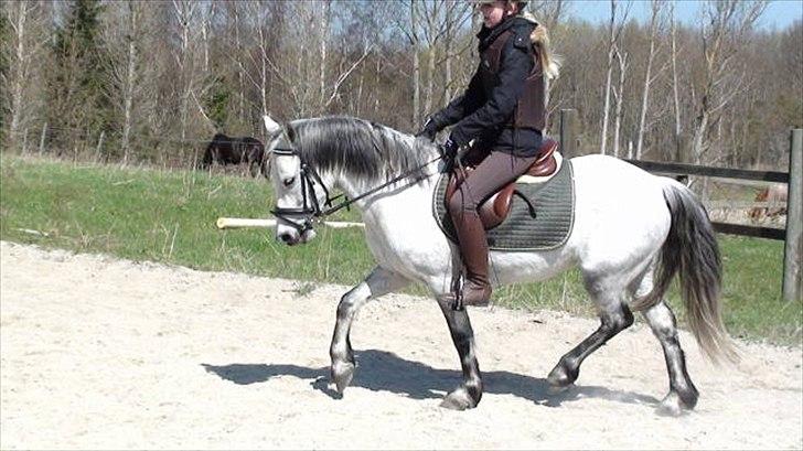 Anden særlig race kastaniegårdens Desiree billede 2