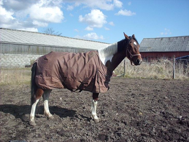 Anden særlig race Bommerlunds Streetboy billede 13