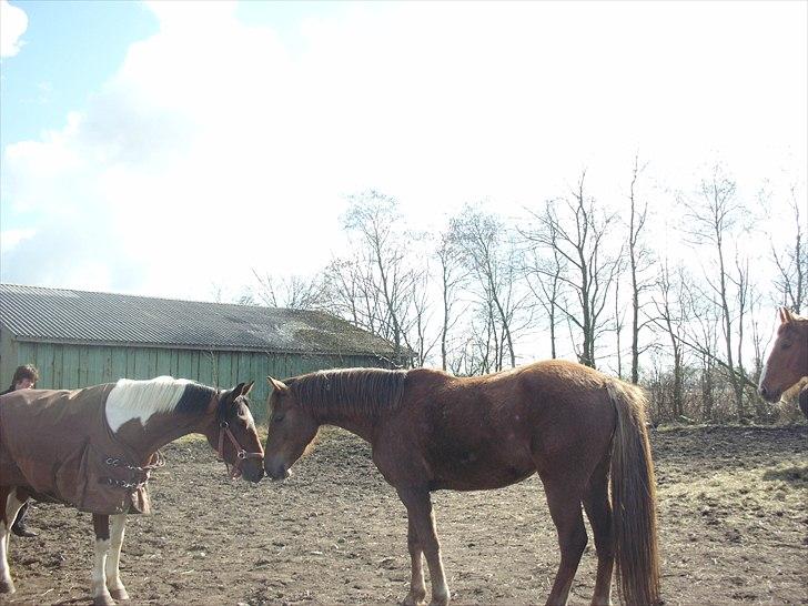Anden særlig race Bommerlunds Streetboy billede 14