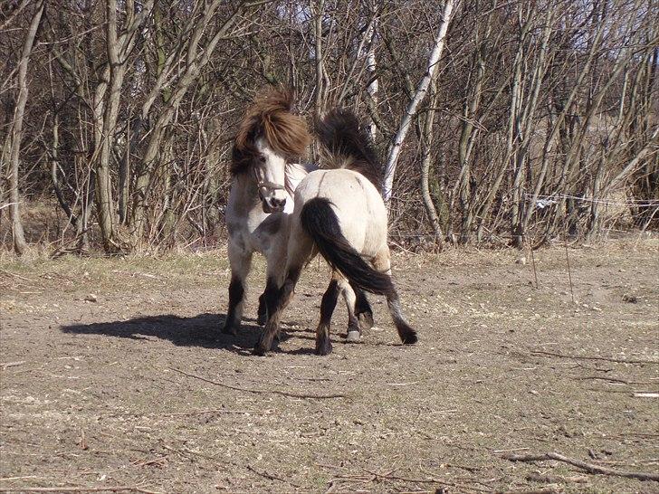 Islænder Feldur fra Hejelte billede 4
