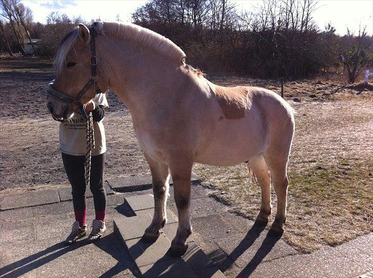 Fjordhest Conrad <3 - <3 billede 13