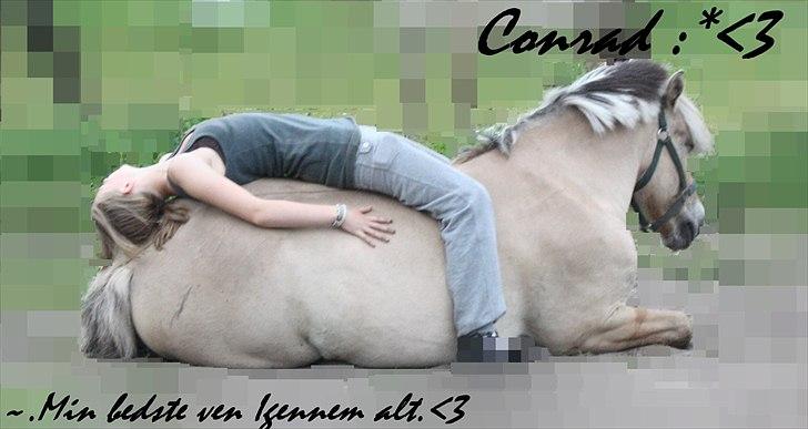 Fjordhest Conrad <3 billede 14