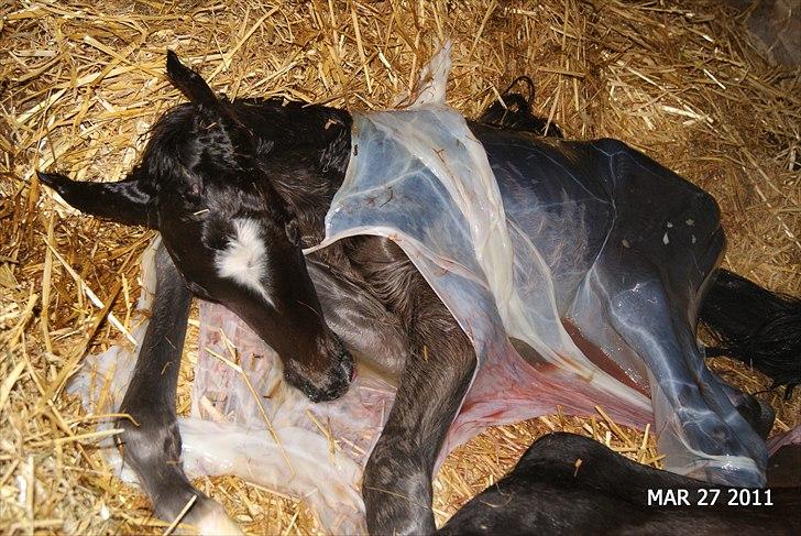 Dansk Varmblod Cording's Largo Master - De første vejrtrækninger! billede 3