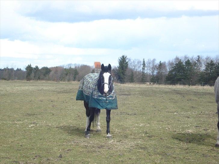 Hollandsk Varmblod Moberlina <3 Prinsessen<3 - Den smukke pige på folden. Foto: Mig selv billede 16