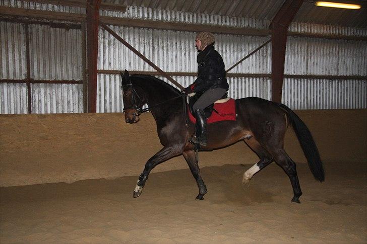 Anden særlig race Conan - Sådan så han ud lige da jeg havde fået ham...  billede 3